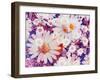 Composing with Marguerites and Daisies-Alaya Gadeh-Framed Photographic Print