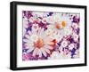 Composing with Marguerites and Daisies-Alaya Gadeh-Framed Photographic Print