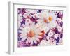 Composing with Marguerites and Daisies-Alaya Gadeh-Framed Photographic Print