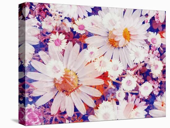 Composing with Marguerites and Daisies-Alaya Gadeh-Stretched Canvas