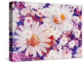 Composing with Marguerites and Daisies-Alaya Gadeh-Stretched Canvas