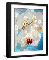 Composing with White and Pink Blossoms Infront of Blue Background-Alaya Gadeh-Framed Photographic Print