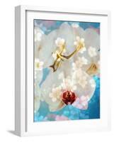 Composing with White and Pink Blossoms Infront of Blue Background-Alaya Gadeh-Framed Photographic Print