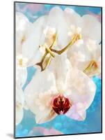 Composing with White and Pink Blossoms Infront of Blue Background-Alaya Gadeh-Mounted Photographic Print