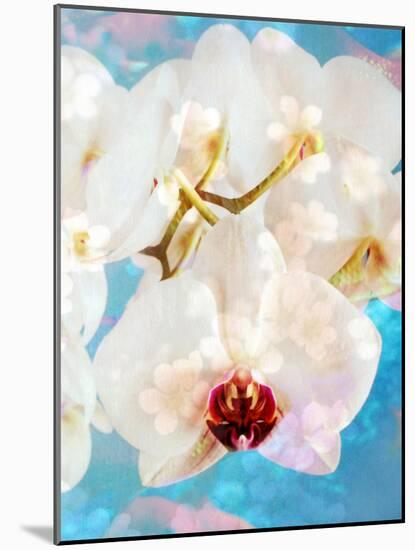 Composing with White and Pink Blossoms Infront of Blue Background-Alaya Gadeh-Mounted Photographic Print