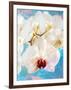 Composing with White and Pink Blossoms Infront of Blue Background-Alaya Gadeh-Framed Photographic Print