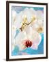 Composing with White and Pink Blossoms Infront of Blue Background-Alaya Gadeh-Framed Photographic Print