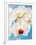 Composing with White and Pink Blossoms Infront of Blue Background-Alaya Gadeh-Framed Photographic Print