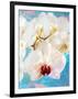 Composing with White and Pink Blossoms Infront of Blue Background-Alaya Gadeh-Framed Photographic Print