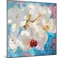 Composing with White and Pink Blossoms Infront of Blue Background-Alaya Gadeh-Mounted Photographic Print