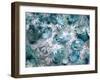 Composing with White Blossoms and Mussels-Alaya Gadeh-Framed Photographic Print