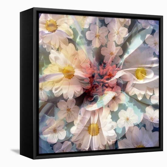 Composing with White Blossoms-Alaya Gadeh-Framed Stretched Canvas