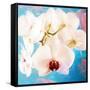 Composing with White Orchid Blossoms Infront of Blue Background-Alaya Gadeh-Framed Stretched Canvas