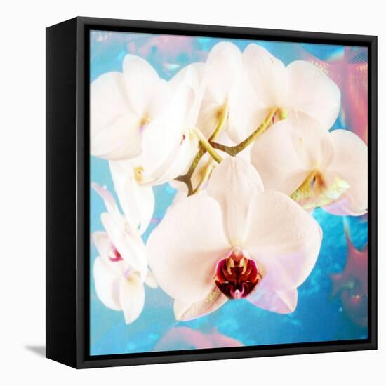 Composing with White Orchid Blossoms Infront of Blue Background-Alaya Gadeh-Framed Stretched Canvas