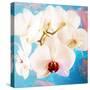 Composing with White Orchid Blossoms Infront of Blue Background-Alaya Gadeh-Stretched Canvas