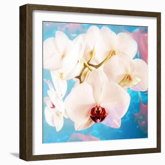 Composing with White Orchid Blossoms Infront of Blue Background-Alaya Gadeh-Framed Photographic Print