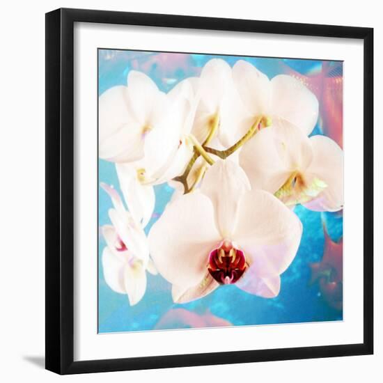 Composing with White Orchid Blossoms Infront of Blue Background-Alaya Gadeh-Framed Photographic Print