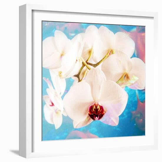 Composing with White Orchid Blossoms Infront of Blue Background-Alaya Gadeh-Framed Photographic Print