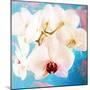 Composing with White Orchid Blossoms Infront of Blue Background-Alaya Gadeh-Mounted Photographic Print
