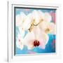 Composing with White Orchid Blossoms Infront of Blue Background-Alaya Gadeh-Framed Photographic Print