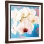 Composing with White Orchid Blossoms Infront of Blue Background-Alaya Gadeh-Framed Photographic Print