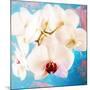 Composing with White Orchid Blossoms Infront of Blue Background-Alaya Gadeh-Mounted Photographic Print