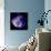 Composite Image of Data from Chandra and Hubble, Depicts Scene of a Supernova Explosion's Aftermath-null-Photographic Print displayed on a wall