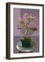 Composite image of Japanese bonsai tree in front of a geometric Asian pattern-null-Framed Photographic Print