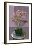 Composite image of Japanese bonsai tree in front of a geometric Asian pattern-null-Framed Photographic Print