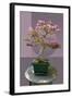 Composite image of Japanese bonsai tree in front of a geometric Asian pattern-null-Framed Photographic Print