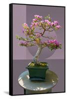 Composite image of Japanese bonsai tree in front of a geometric Asian pattern-null-Framed Stretched Canvas