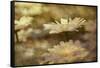 Composite Image of Oxeye Daisy and Texture, Louisville, Kentucky-Adam Jones-Framed Stretched Canvas