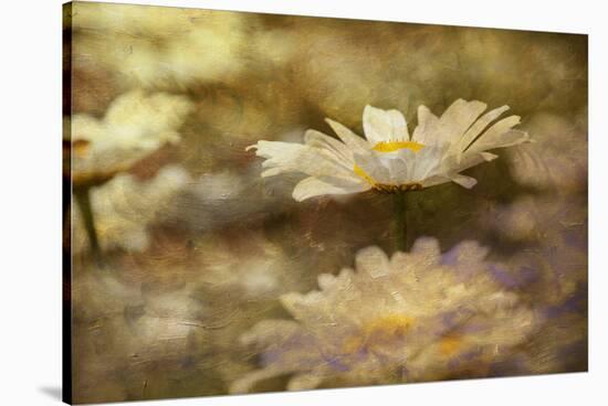 Composite Image of Oxeye Daisy and Texture, Louisville, Kentucky-Adam Jones-Stretched Canvas