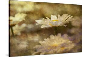 Composite Image of Oxeye Daisy and Texture, Louisville, Kentucky-Adam Jones-Stretched Canvas