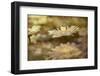 Composite Image of Oxeye Daisy and Texture, Louisville, Kentucky-Adam Jones-Framed Photographic Print