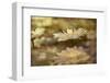 Composite Image of Oxeye Daisy and Texture, Louisville, Kentucky-Adam Jones-Framed Photographic Print