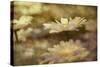 Composite Image of Oxeye Daisy and Texture, Louisville, Kentucky-Adam Jones-Stretched Canvas