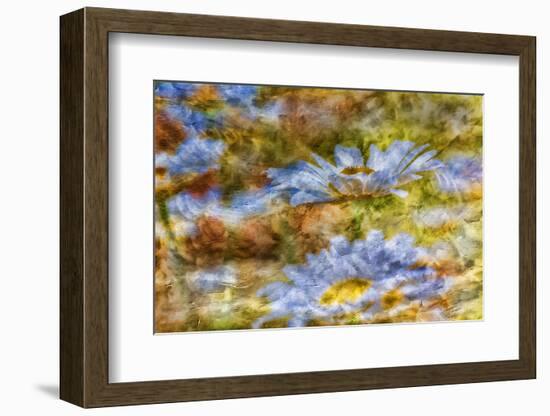 Composite Image of Oxeye Daisy and Texture, Louisville, Kentucky-Adam Jones-Framed Photographic Print