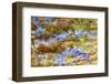 Composite Image of Oxeye Daisy and Texture, Louisville, Kentucky-Adam Jones-Framed Photographic Print