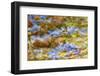 Composite Image of Oxeye Daisy and Texture, Louisville, Kentucky-Adam Jones-Framed Photographic Print