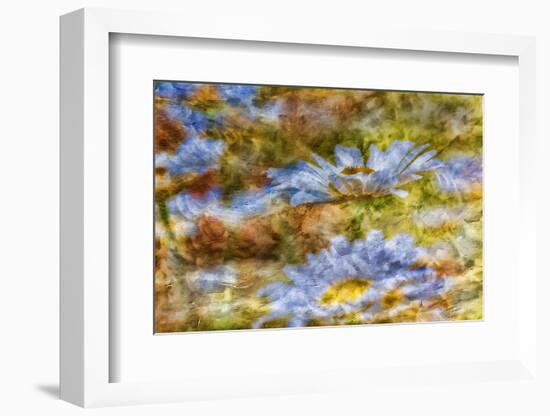 Composite Image of Oxeye Daisy and Texture, Louisville, Kentucky-Adam Jones-Framed Photographic Print