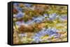 Composite Image of Oxeye Daisy and Texture, Louisville, Kentucky-Adam Jones-Framed Stretched Canvas