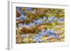 Composite Image of Oxeye Daisy and Texture, Louisville, Kentucky-Adam Jones-Framed Photographic Print