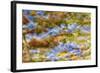 Composite Image of Oxeye Daisy and Texture, Louisville, Kentucky-Adam Jones-Framed Photographic Print