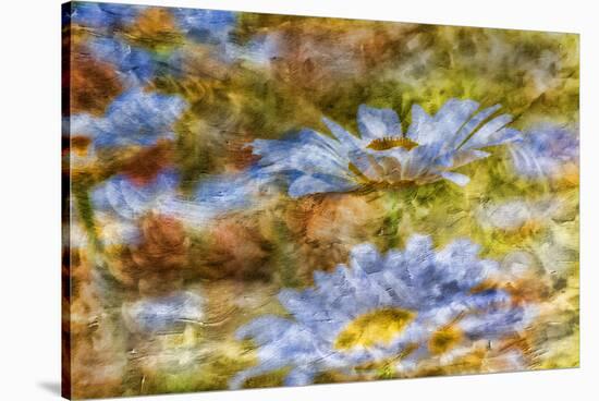 Composite Image of Oxeye Daisy and Texture, Louisville, Kentucky-Adam Jones-Stretched Canvas