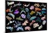 Composite image of tropical nudibranchs, Indo-Pacific-Georgette Douwma-Mounted Photographic Print