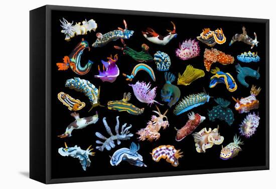 Composite image of tropical nudibranchs, Indo-Pacific-Georgette Douwma-Framed Stretched Canvas