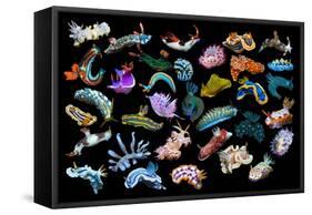 Composite image of tropical nudibranchs, Indo-Pacific-Georgette Douwma-Framed Stretched Canvas