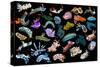 Composite image of tropical nudibranchs, Indo-Pacific-Georgette Douwma-Stretched Canvas