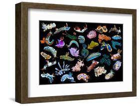 Composite image of tropical nudibranchs, Indo-Pacific-Georgette Douwma-Framed Photographic Print